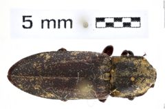 Foto (Dorsalansicht) von Danosoma brevicornis (LeConte, 1853) (NHMW-ZOO-COL-0008143)